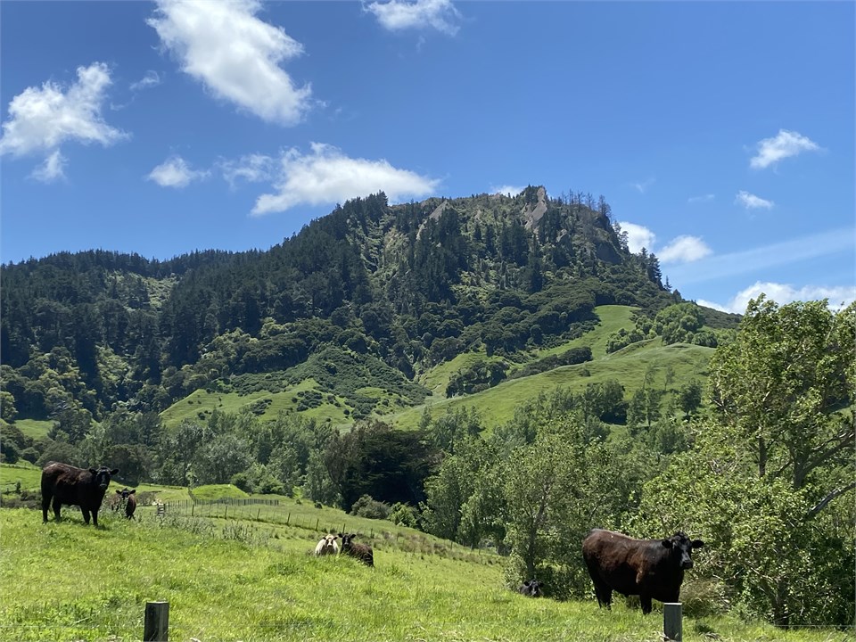 View towards Tinui Taipo