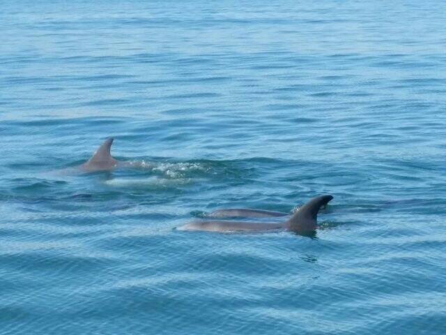 Dolphins out the front