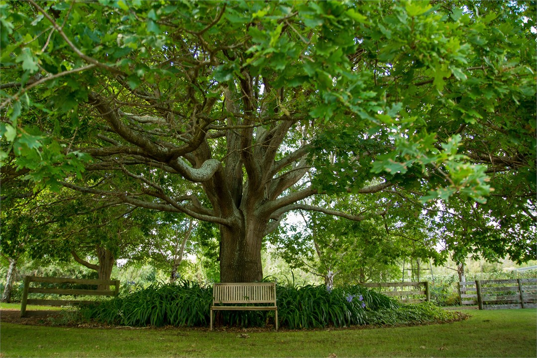 Tranquility under the ancient oak