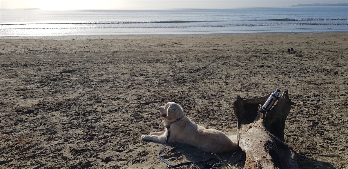 Dog Friendly Beach (24/7 autumn/winter/spring)