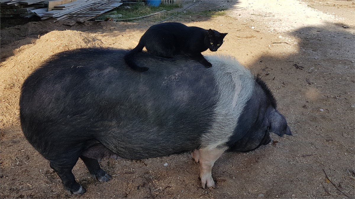 Animals living in harmony