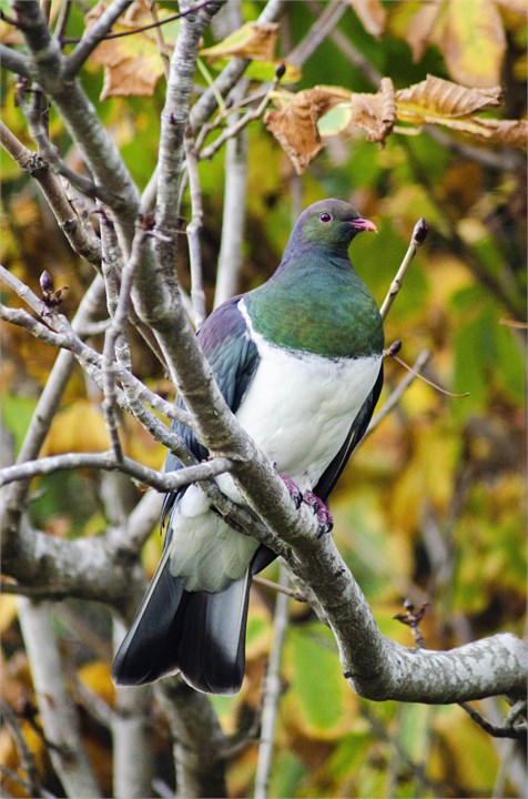 Visiting Kereru (wood pigeon)