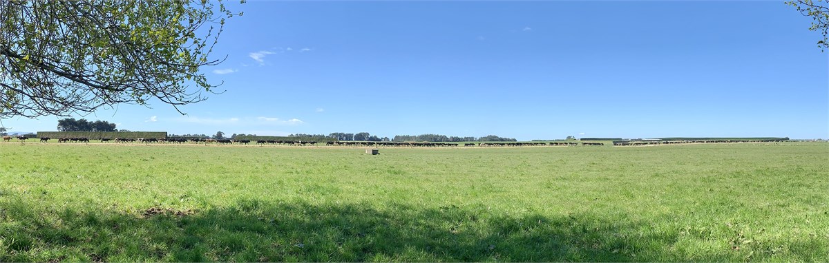 View from Dining room