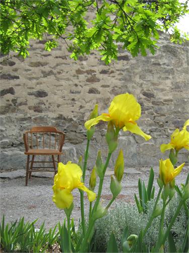 Spring irises in the garden