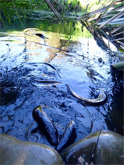 YOU CAN FEED THE EELS