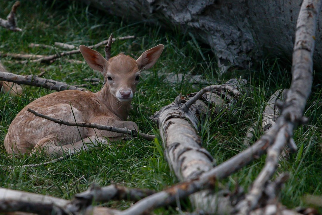 Fawns at Christmas time