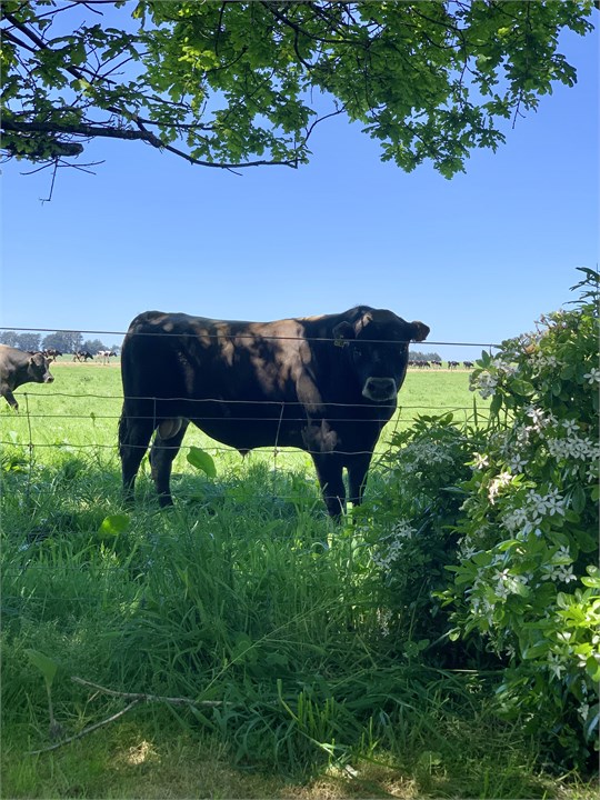 View from Dining room