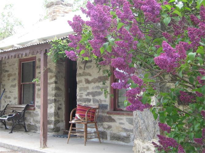 Lilacs at Lord Lockie's 