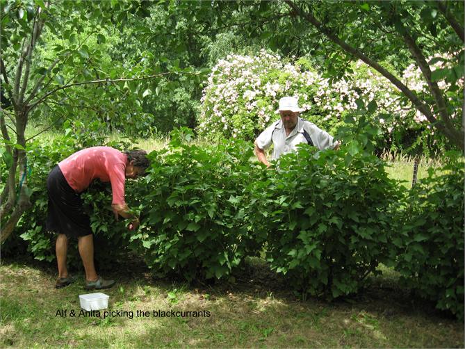 Picking Black Currants