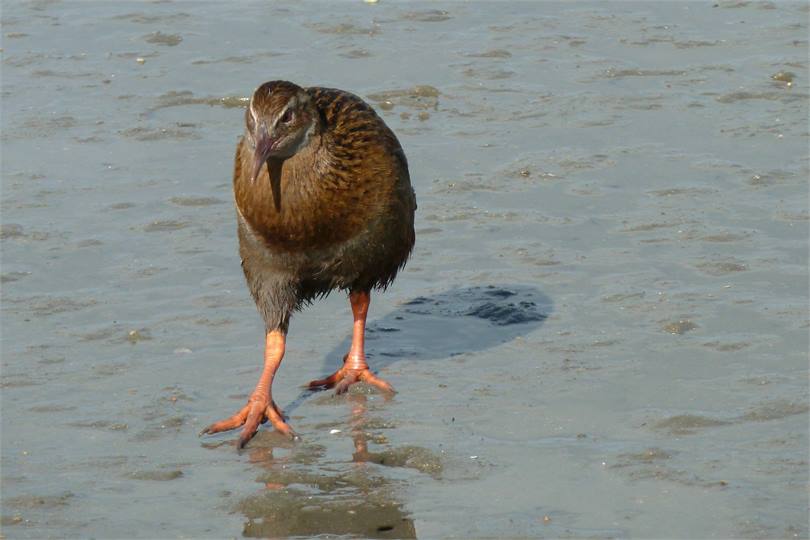 Weka