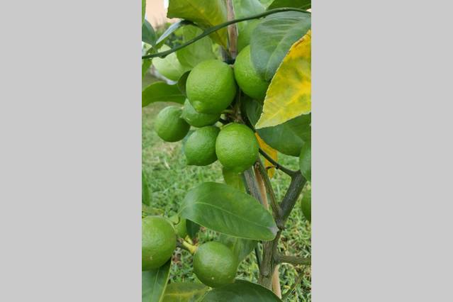 Citrus tree