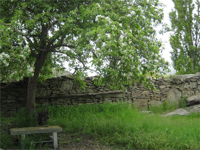 Under the apple tree