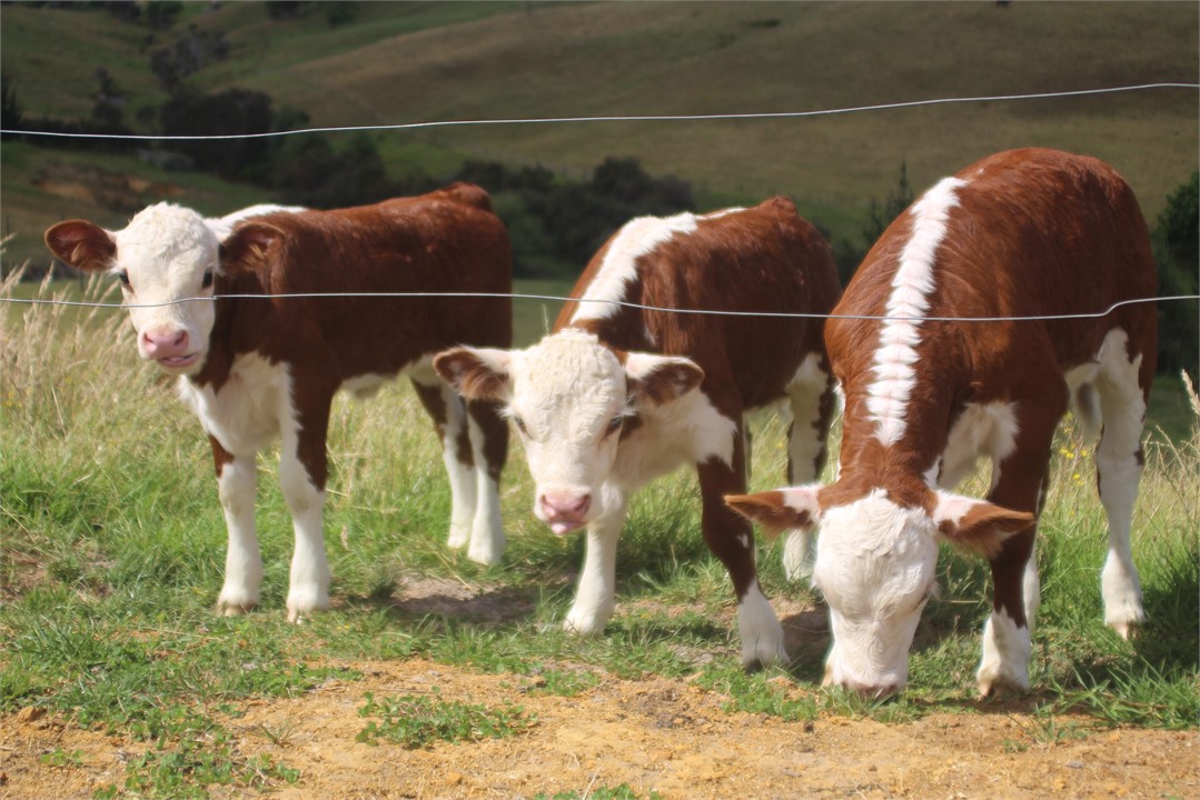 New babies at High Ridge Jan 2019