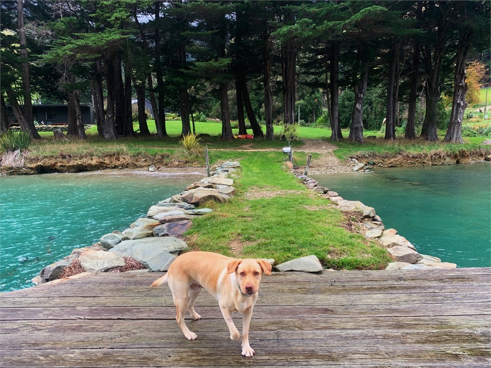 Ngaio the friendly lab will come over for a pat