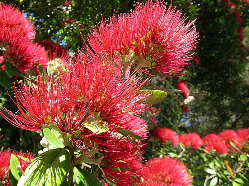 Pohutukawa - NZ Xmas tree