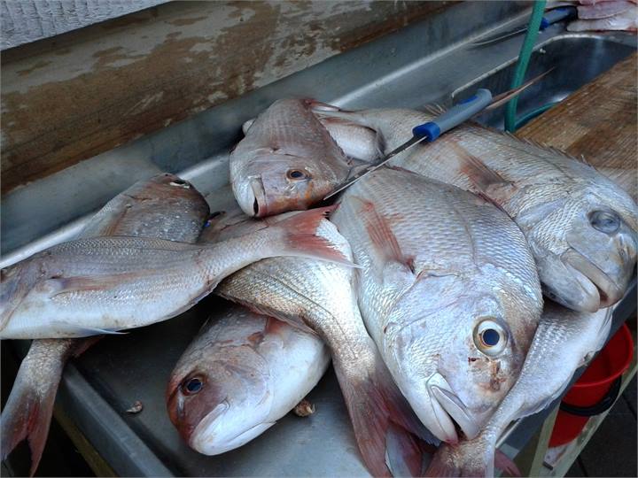Snapper for Lunch. Yummy