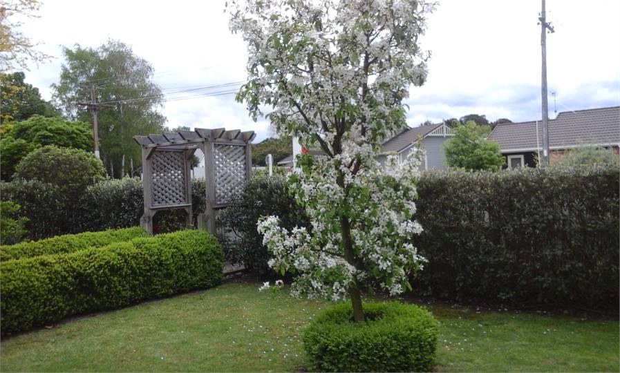 Front garden crab apple tree in blossom