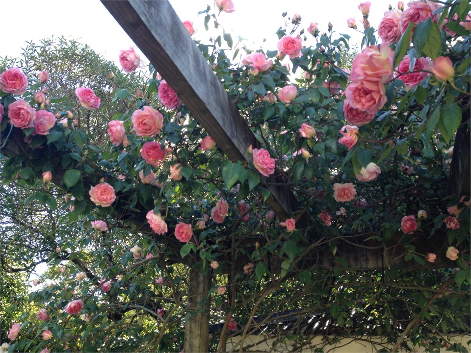 Roses in full bloom