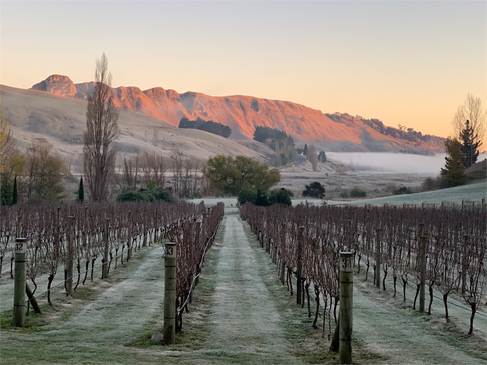 Winter morning view over vines to the Tuki Tuki ri