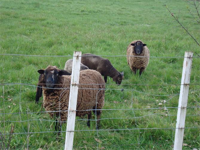 one of the paddock views from Kitchen and lounge