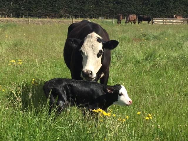 lovely surroundings including the sounds of singin