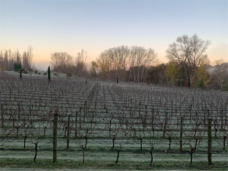 Winter morning view over vines to the west
