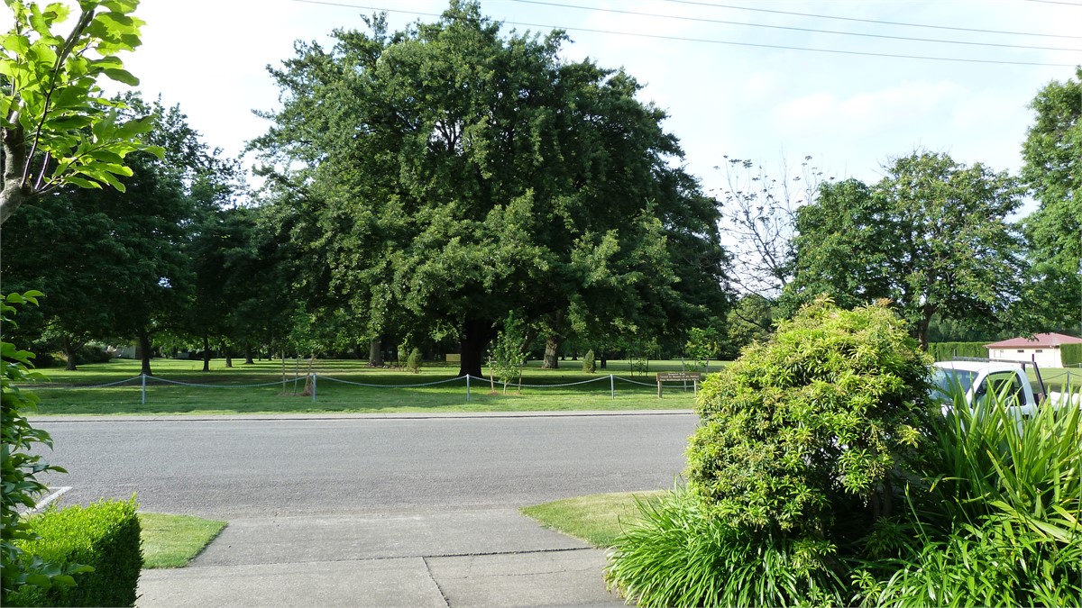 Park side Churchill Glade Big Old Oak Trees