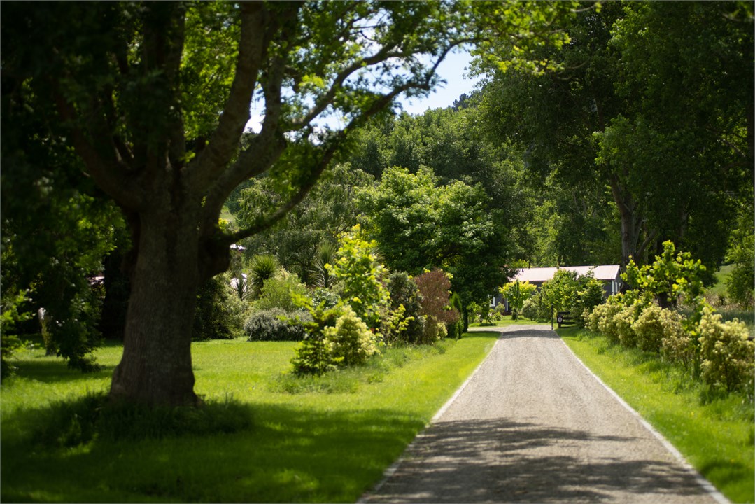 Drive lined with native and exotic trees