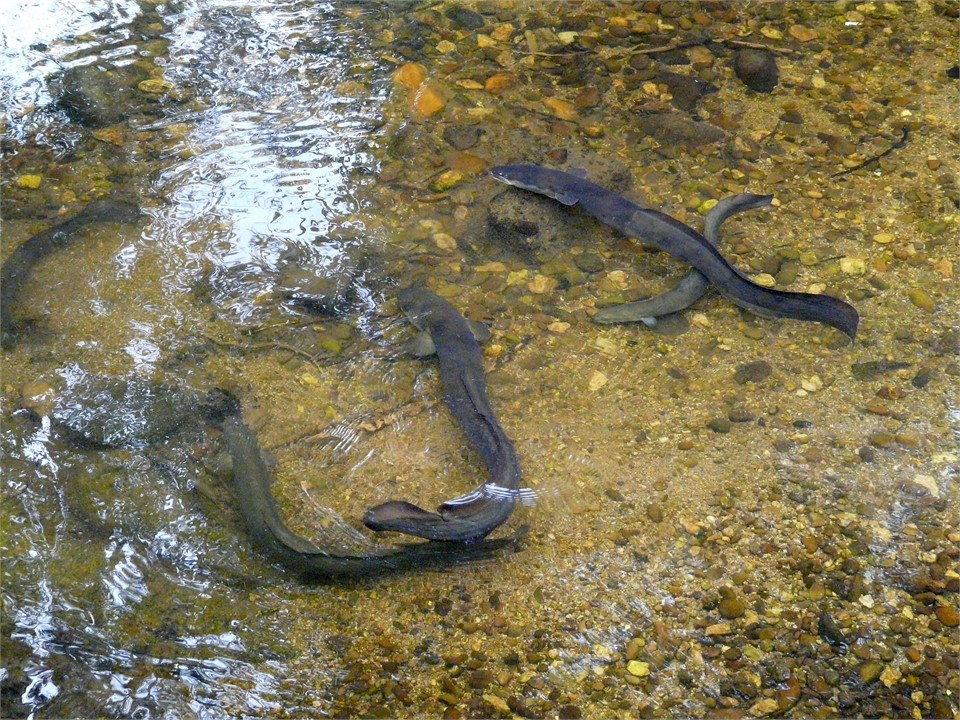 Feeding the resident eels