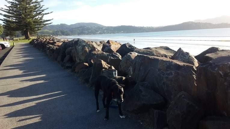 Buffalo Beach Waterfront - Family and Pup Friendly