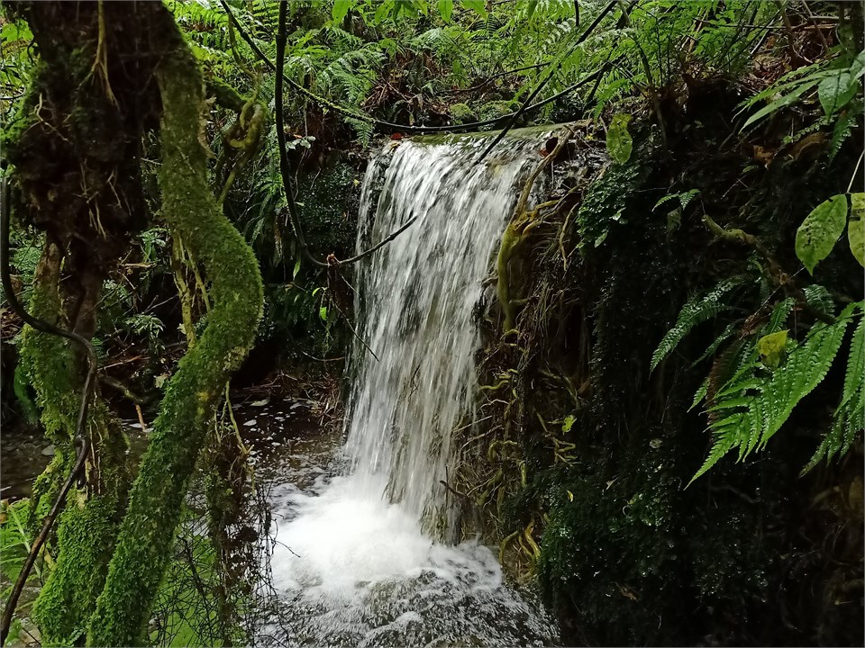 Small Waterfall in Forest