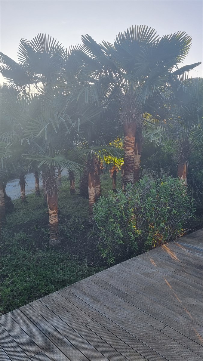 Lovely gardens next to deck