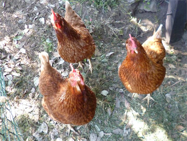 You bring the bacon!!!!