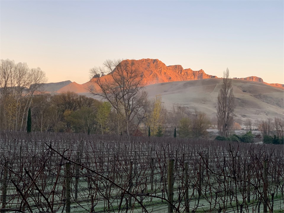 Winter morning view over vines to Te Mata Peak