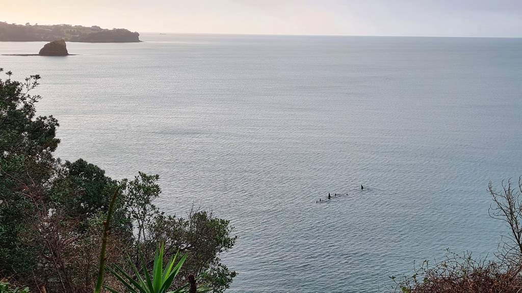 Orcas visiting the bay