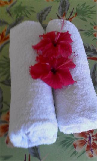 One of our many beautiful hibiscus flowers