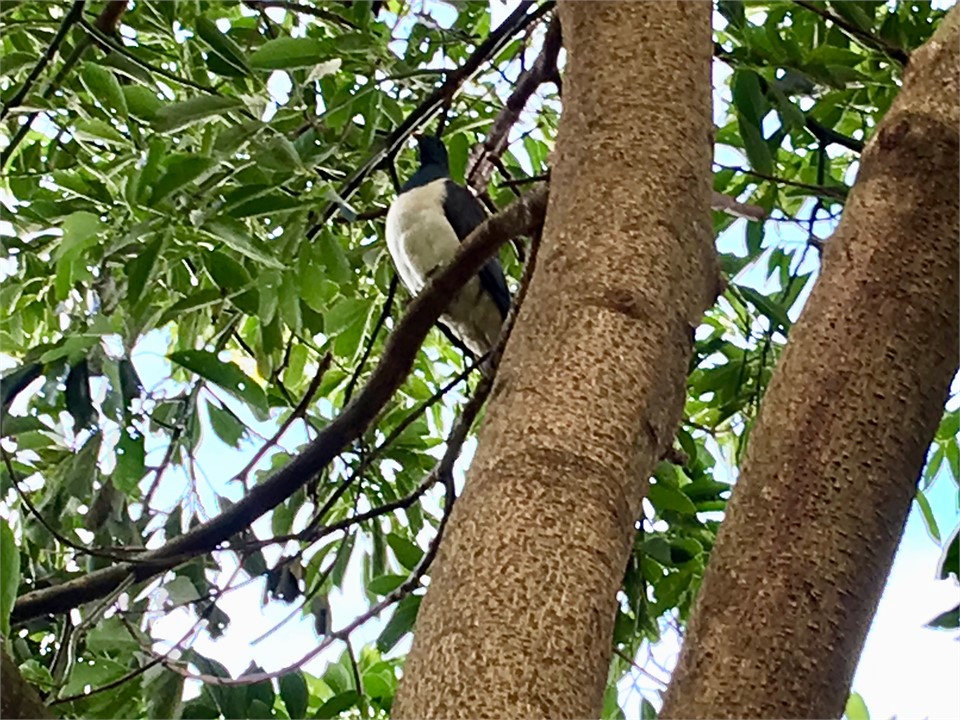 wood pigeon on walk around farm