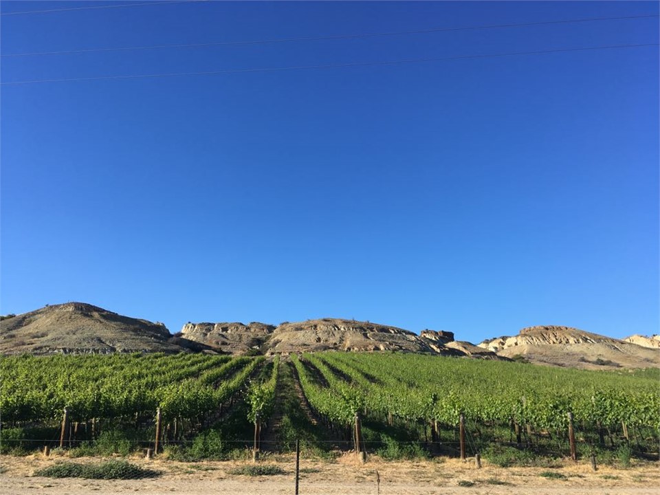 Neighbouring Mt Difficulty vineyard