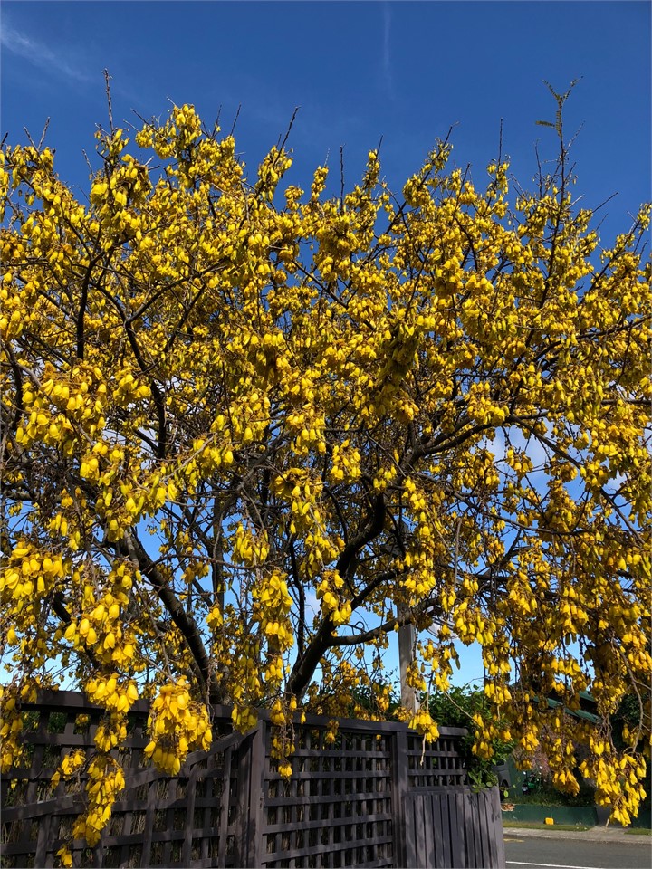 Cottage Kowhai in full spring blossom. Birds delig