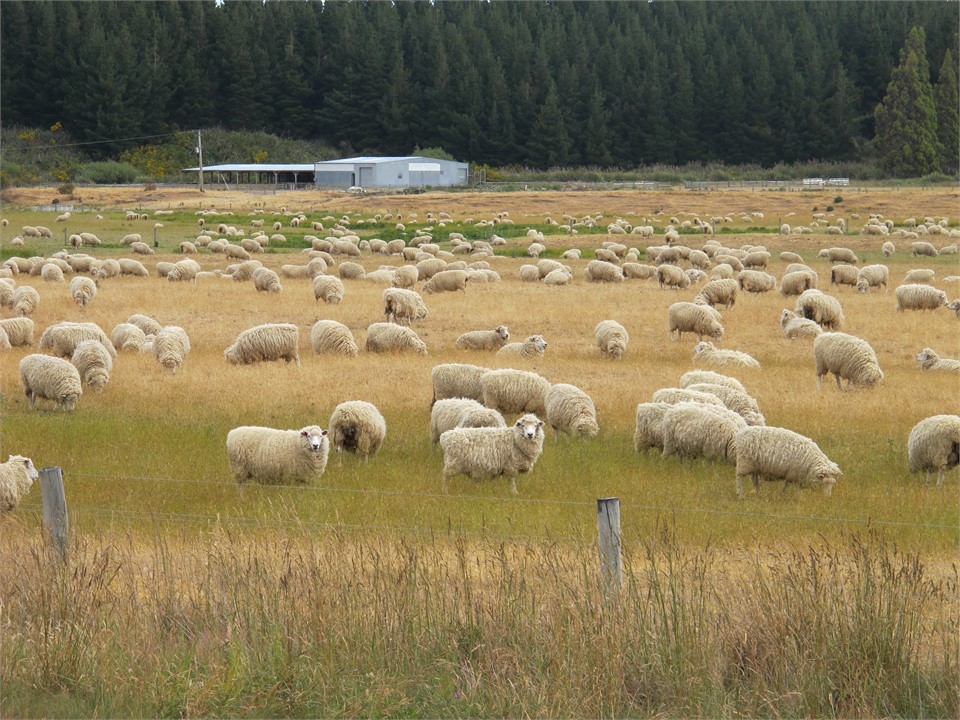 Sheep farming is common around Lumsden.