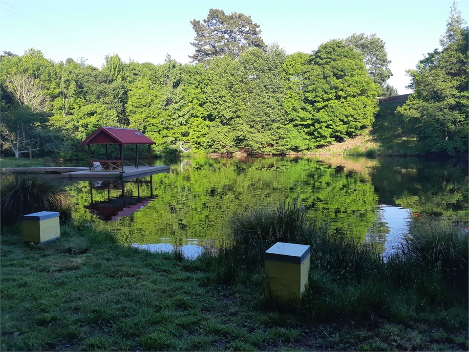 Honey Bee hives lakeside
