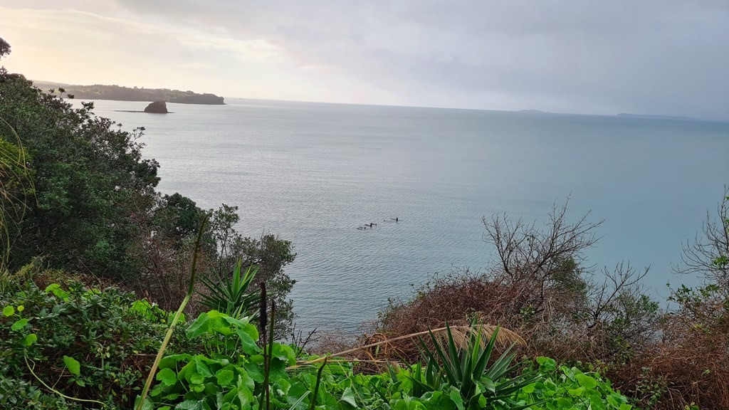 Orcas taken from deck