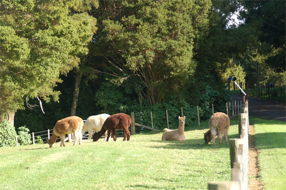 Our friendly Alpacas