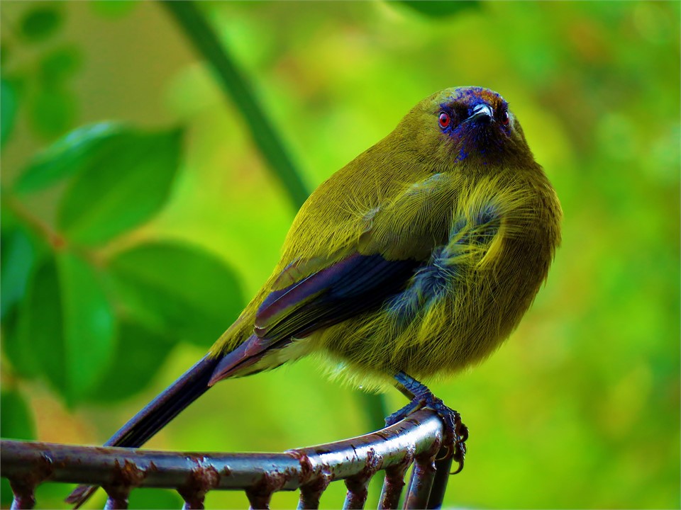 One of our regular visitors