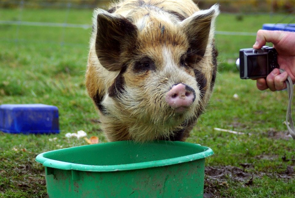 Meet Gordon the kune kune.