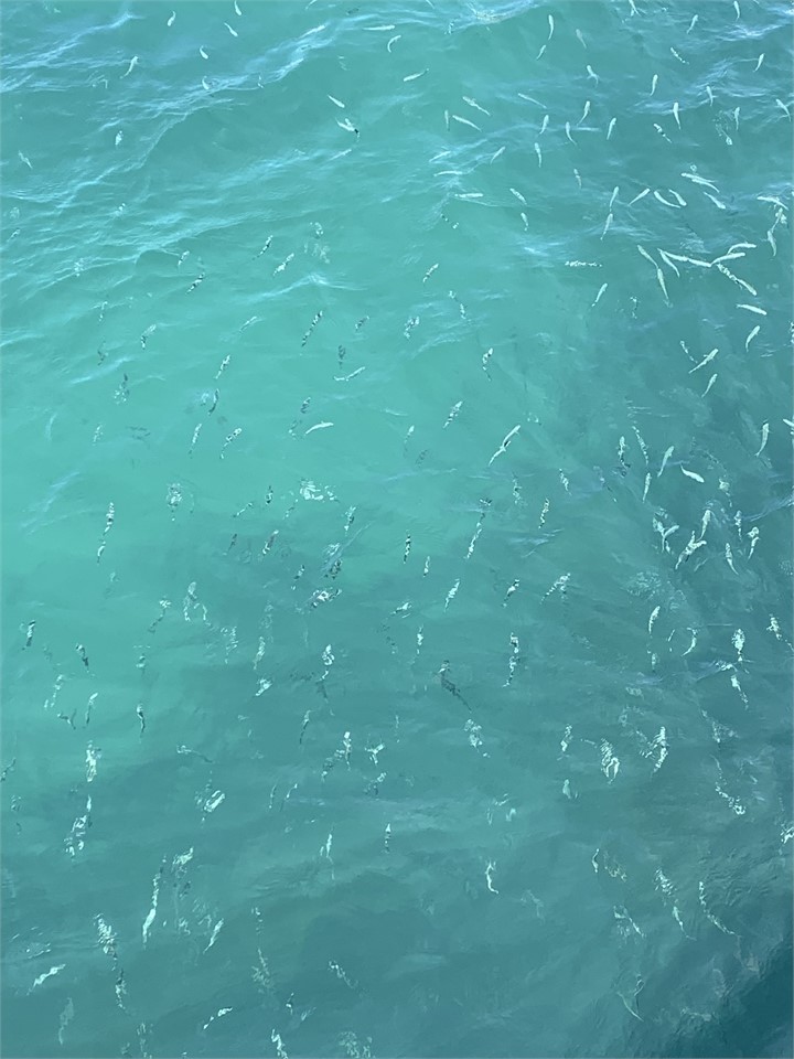 Excellent fishing off Omapere wharf!