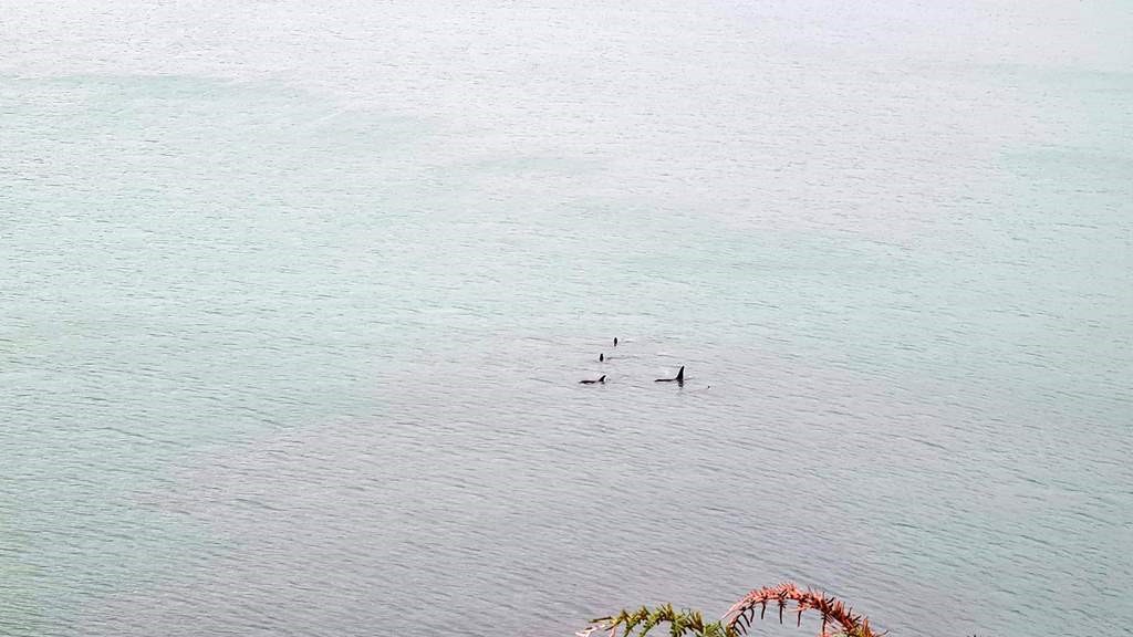 Orcas visiting the bay