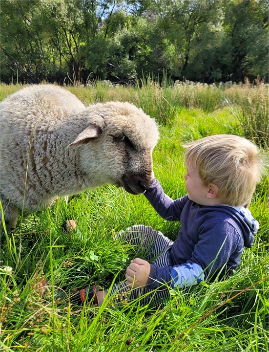 Pet sheep often in paddock next to Quarters