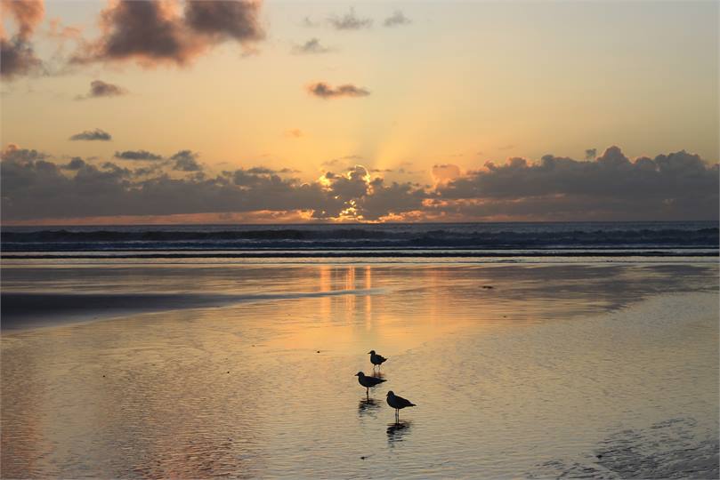 90 Mile Beach Bird Life