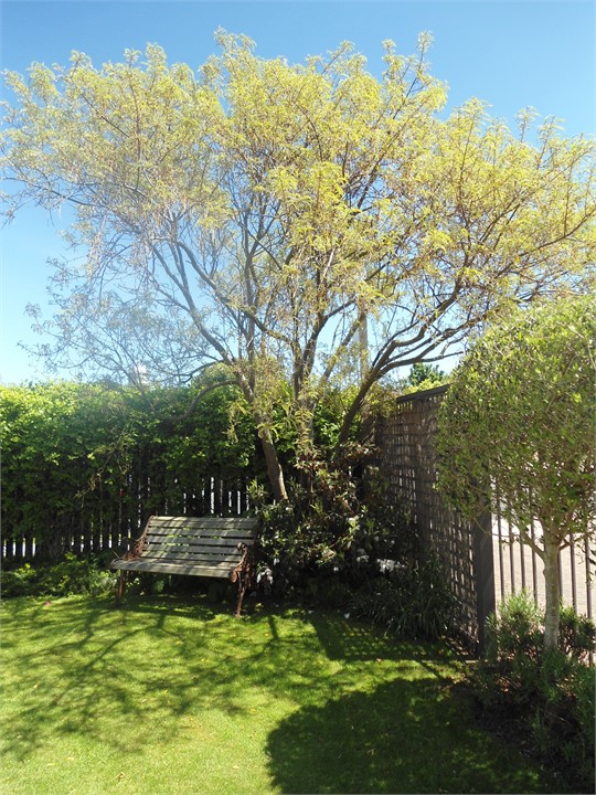 Sit in the shade of the Kowhai tree